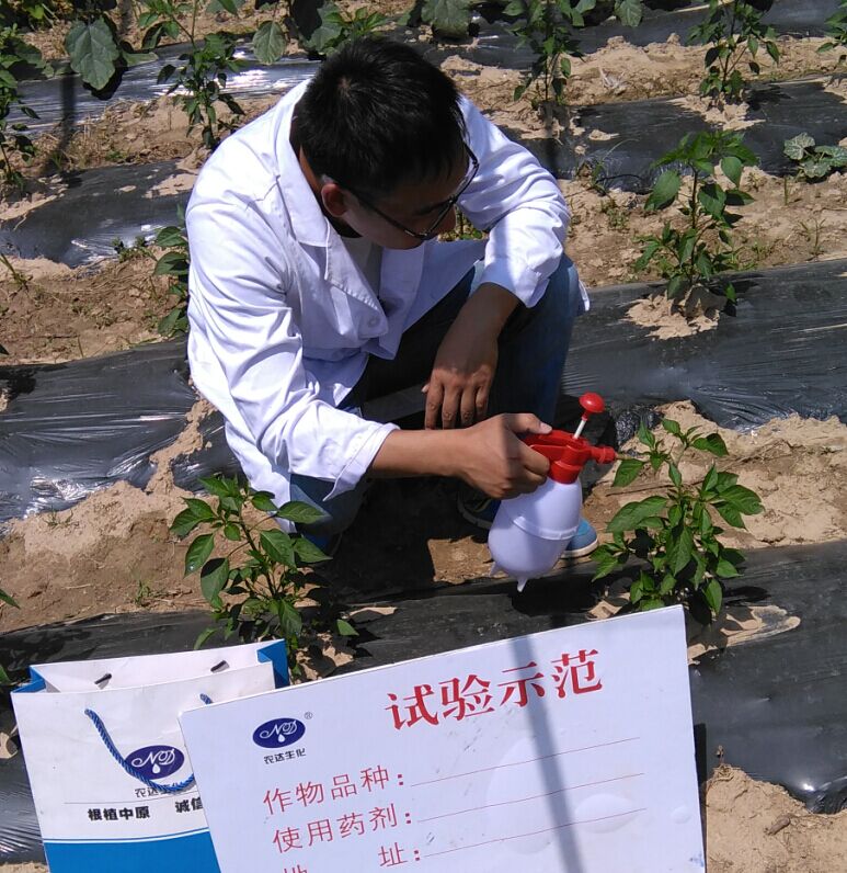4%赤黴酸乳油（yóu）在辣椒上（shàng）的藥效試驗（yàn）(圖1)
