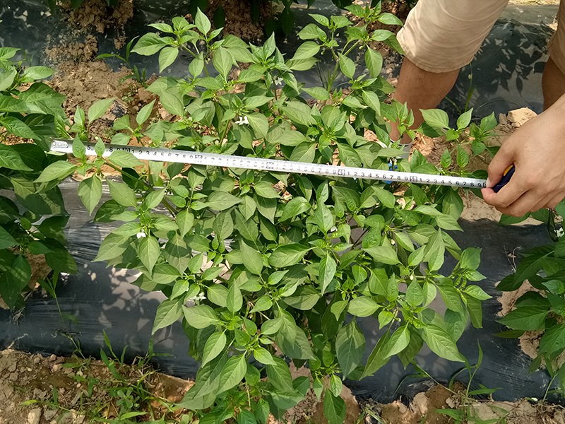 4%赤黴酸乳油在辣椒上（shàng）的藥效試（shì）驗(圖3)