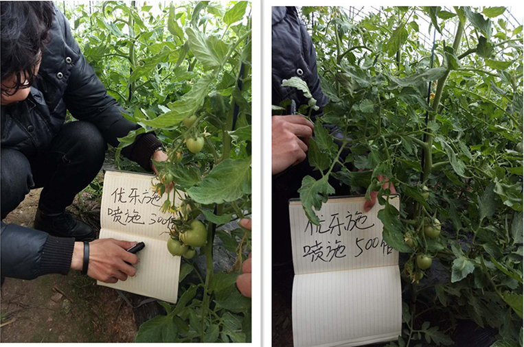 優樂（lè）施衝施配方在冬季大棚番茄（開花坐果期）上的（de）肥效試驗(圖2)