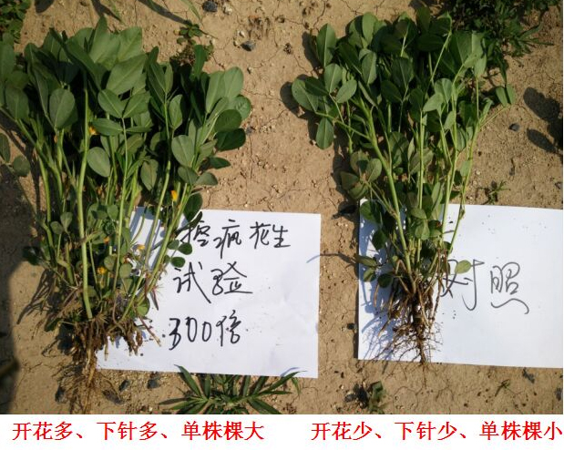 “控瘋”花生專用產品的試驗報（bào）告(圖3)