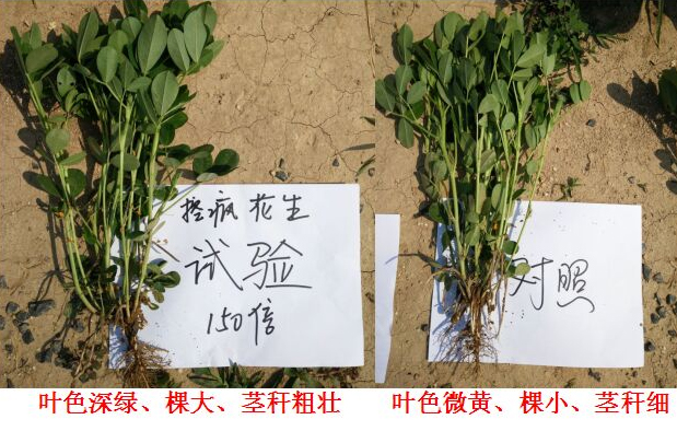 “控瘋（fēng）”花生專用產品（pǐn）的試驗報告(圖4)