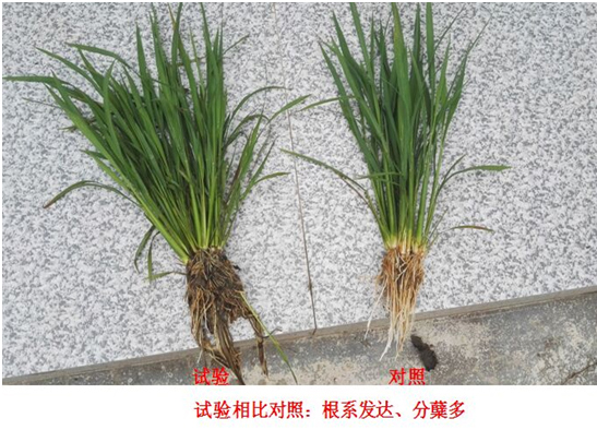 【試驗示範】“控瘋”水稻專用（yòng）產品(圖1)