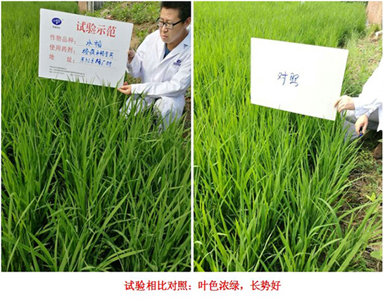 【試驗示範】“控瘋”水稻專用（yòng）產（chǎn）品（pǐn）(圖2)