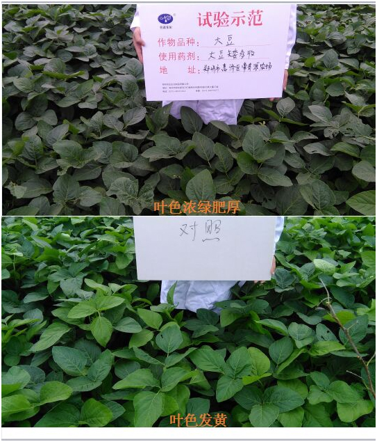 【試驗（yàn）示範】大豆矮多收(圖1)