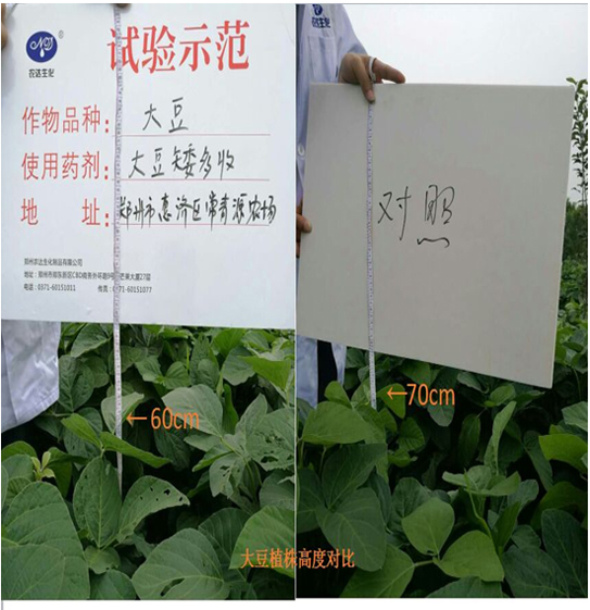 【試（shì）驗示範】大豆矮多收(圖（tú）2)
