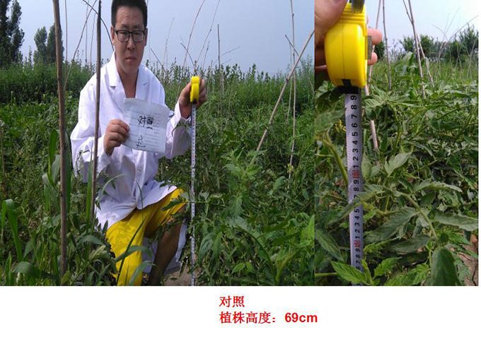 根力補衝施（shī）肥在番茄上的試驗報告(圖1)