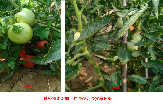 根力補衝施肥在（zài）番茄上的試驗報告(圖3)