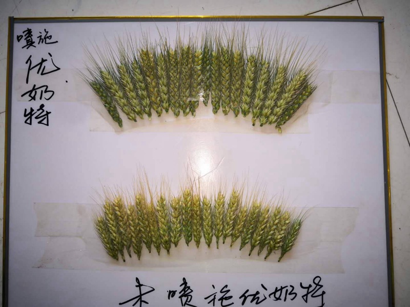 優奶特現（xiàn）場測產觀摩會(圖1)