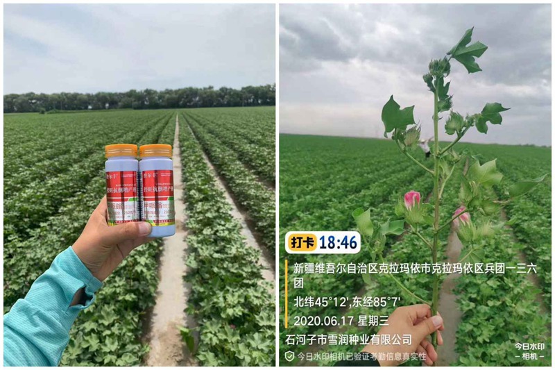 棉花用了控爾（ěr）豐，控旺增產真輕鬆（sōng）(圖3)