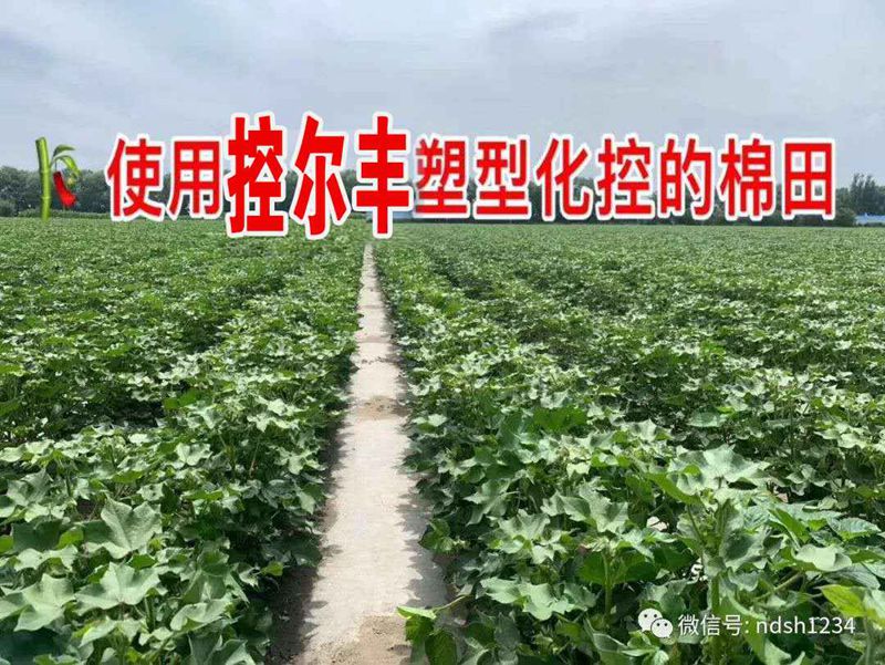 棉花用了控爾豐，控旺增產真輕鬆(圖5)