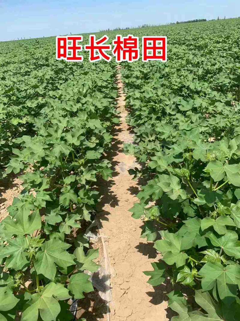 棉（mián）花用了（le）控爾豐，控旺增產真輕（qīng）鬆(圖6)