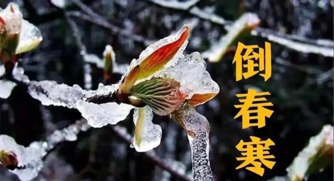 預（yù）防倒春寒，植物生長調節劑有大用（yòng）！(圖1)