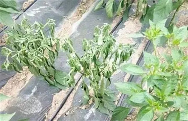 蔬菜死棵一年比一年重，到底（dǐ）能不能重茬？(圖1)