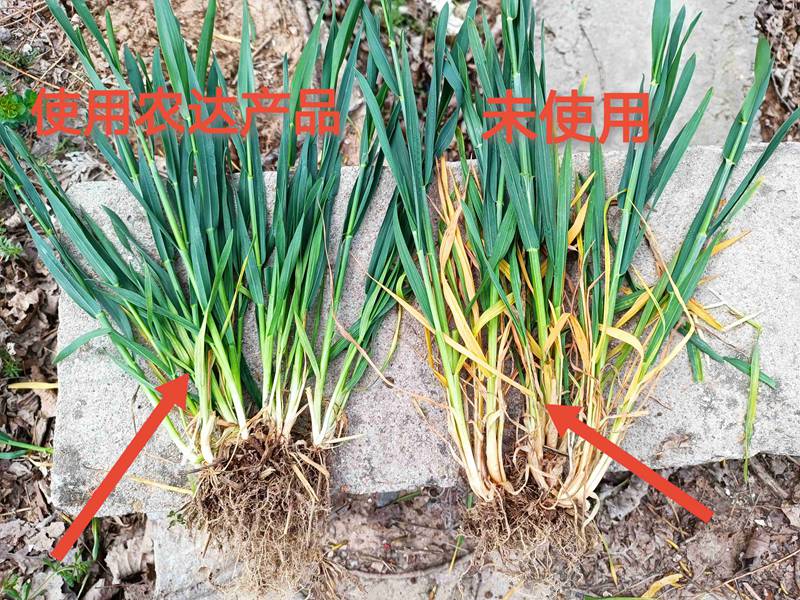 深入田間，探究效果---卑詩▪壯在小麥上的效果回訪(圖2)