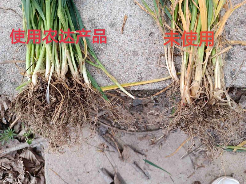 深入（rù）田間，探究（jiū）效果---卑詩▪壯（zhuàng）在小麥上的效果回訪（fǎng）(圖3)
