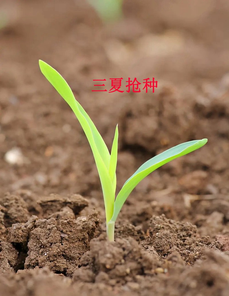科技植保-夏秋（qiū）作物（wù）種植要點(圖1)