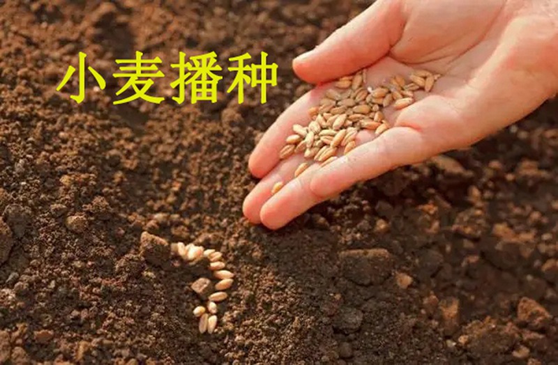植保知(zhī)識——冬小麥播種五大關鍵(jiàn)技術(圖1) 植保知識——冬小(xiǎo)麥播種五大關鍵技術(圖1)