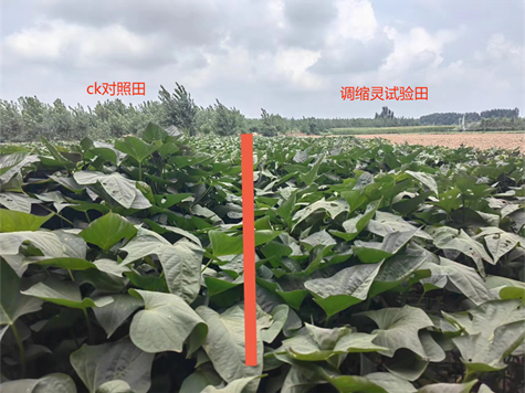 91抖阴下载_調縮靈（líng）在紅薯上的控（kòng）旺效果(圖1)
