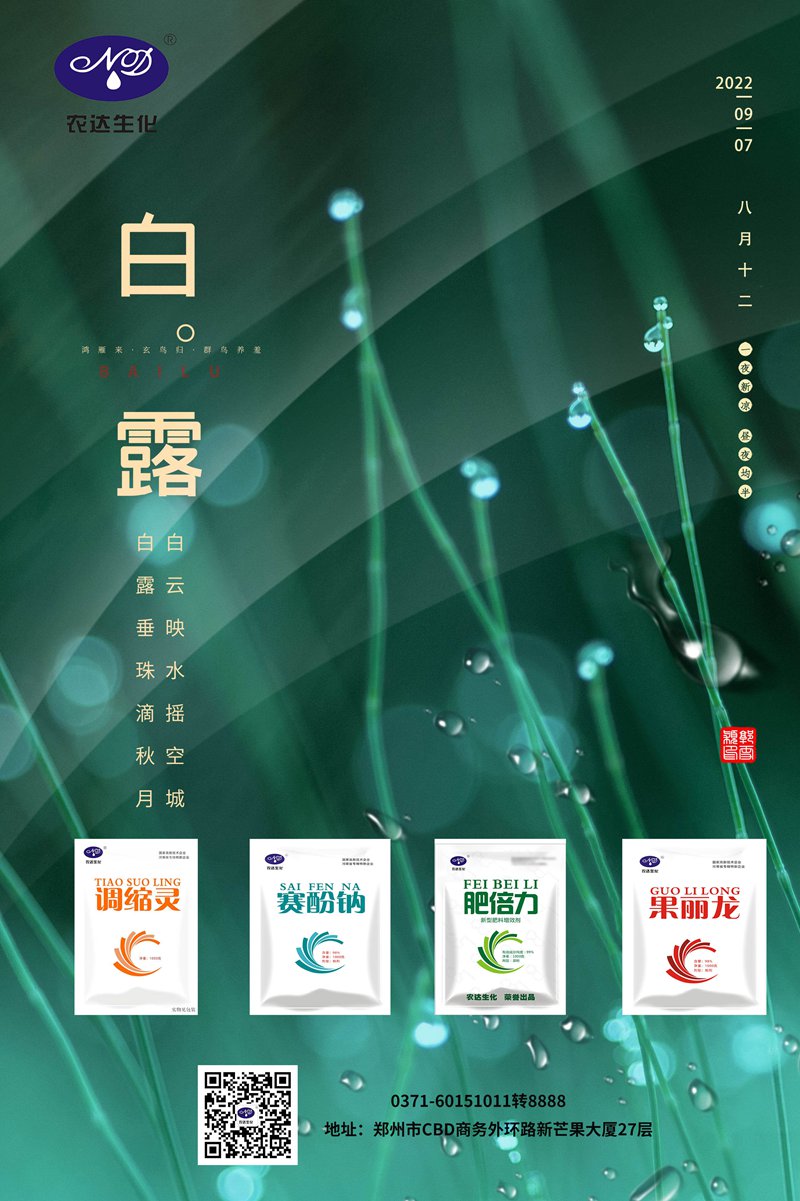 今日白（bái）露(圖1)