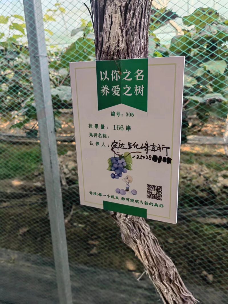 農（nóng）達開展（zhǎn）陽（yáng）光玫瑰采摘（zhāi）節活動(圖3)