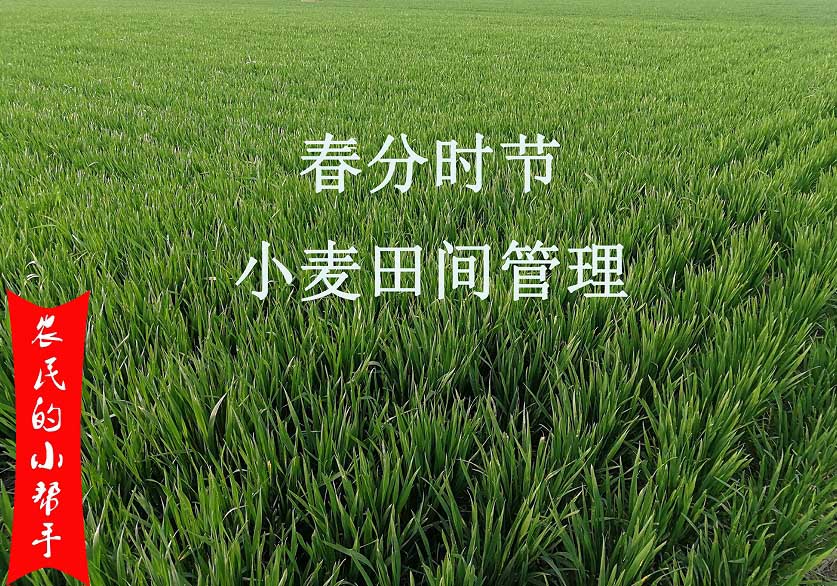 4月份小麥田(tián)間管理要點(圖1) 4月份小麥田間管理要點(diǎn)(圖1)