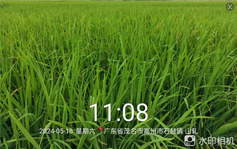 胖丫-大量元素水溶肥在水稻上的效果（guǒ）(圖2)