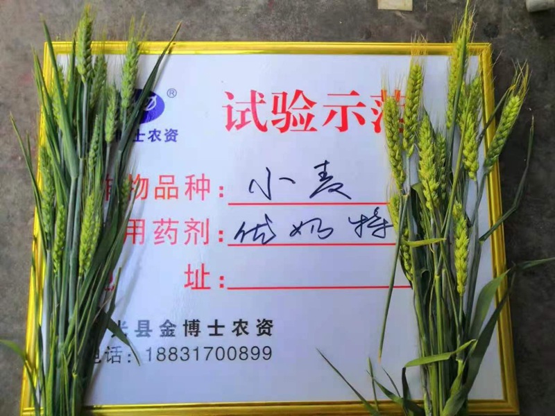 小麥已進入打包抽穗發育階段 提質增（zēng）產防病防蟲已經開始啦(圖（tú）2)