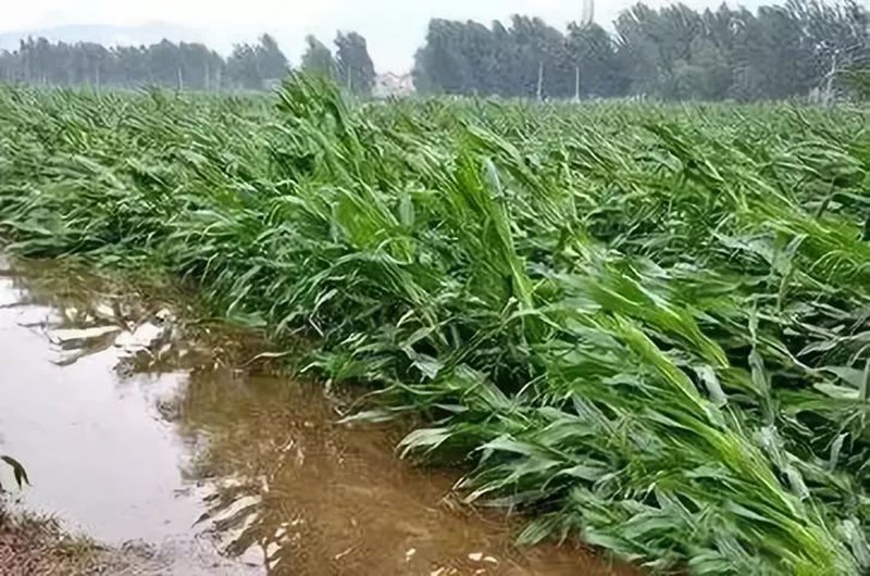暴雨過後，應做好這（zhè）些（xiē）事！(圖2)