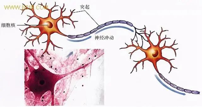 生物農藥連續使用（yòng）會不會產生抗（kàng）藥性？(圖（tú）1)