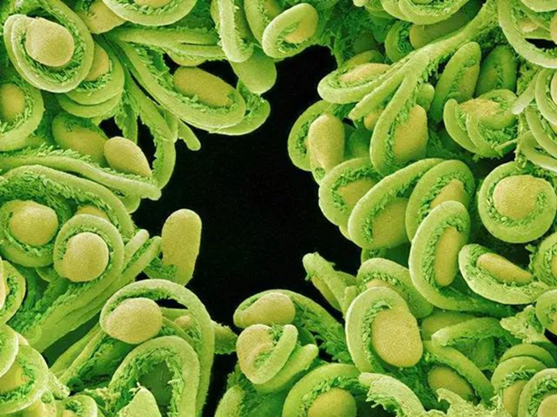 生物農藥連續使用會不會產生抗藥性?(圖2) 生物(wù)農藥連續使用會不(bú)會產生抗藥性?(圖2)