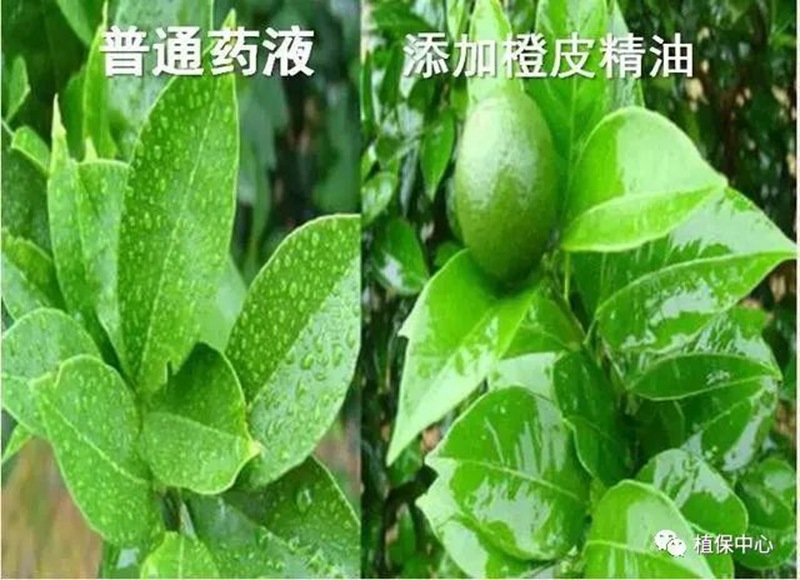農藥成分和含量一模一樣,為啥效果(guǒ)差別那麽大?(圖3) 農藥成分和含量一模一樣,為啥效果差別那麽(me)大(dà)?(圖3)