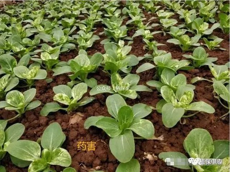農藥成分和含(hán)量一模一樣,為啥效果差別那麽大?(圖4) 農藥成分和含量一模一樣,為啥效果差別那(nà)麽大?(圖4)
