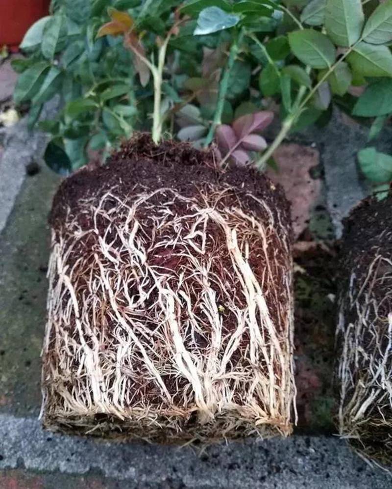 根是植物的命，抓住這（zhè）幾點，根係粗壯、四通發達(圖1)