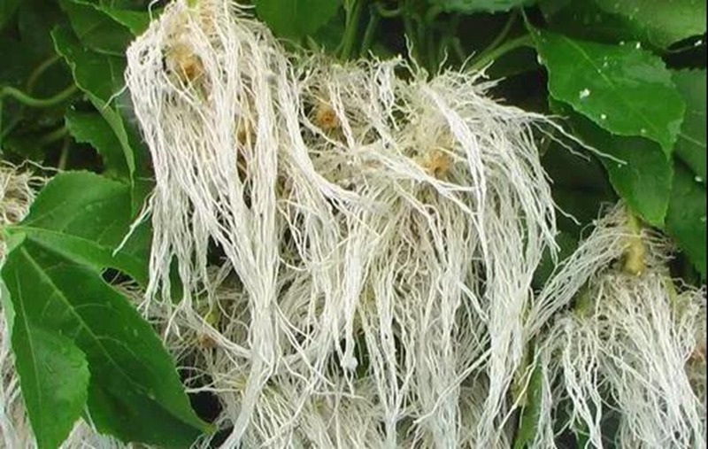 根是植物的命，抓（zhuā）住這幾點，根係粗壯、四通發達(圖2)
